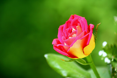 Frenchtearose à Bouzon-Gellenave