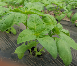 Rancho Cárdenas photo