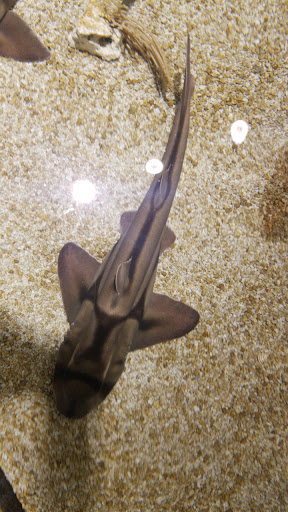 Tropical Fish Store «Cincinnati Aquarium Design», reviews and photos, 6475 E Galbraith Rd # B, Cincinnati, OH 45236, USA