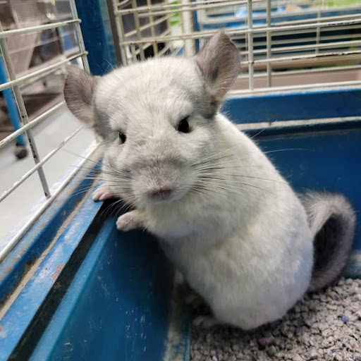 Pet Store «Coral Reef Pet Center», reviews and photos, 7723 W Lawrence Ave, Norridge, IL 60706, USA