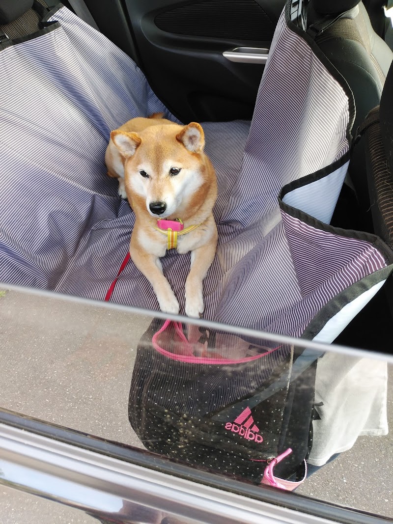 うえだ動物病院