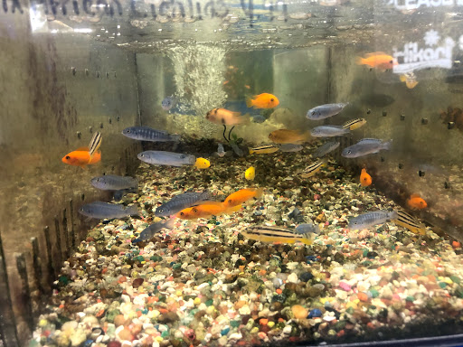 Tropical Fish Store «Aqua Mart Aquariums», reviews and photos, 1620 S Washington Ave, Titusville, FL 32780, USA