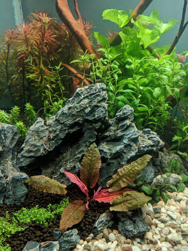 Aquarium «Rivers To Reefs Aquariums», reviews and photos, 1362 Cherry Bottom Rd, Gahanna, OH 43230, USA