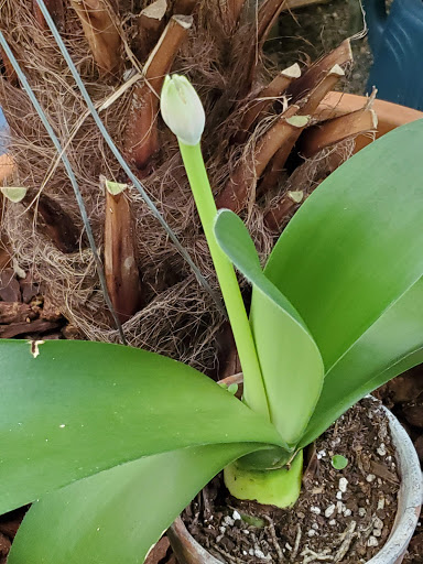 Museum «Deepwood Museum & Gardens», reviews and photos, 1116 Mission St SE, Salem, OR 97302, USA