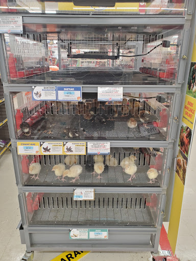 Home Improvement Store «Tractor Supply Co.», reviews and photos, 55 Crystal Ave #17a, Derry, NH 03038, USA