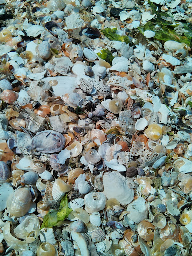 Nature Preserve «Sandy Point Bird Sanctuary», reviews and photos, Beach St, West Haven, CT 06516, USA