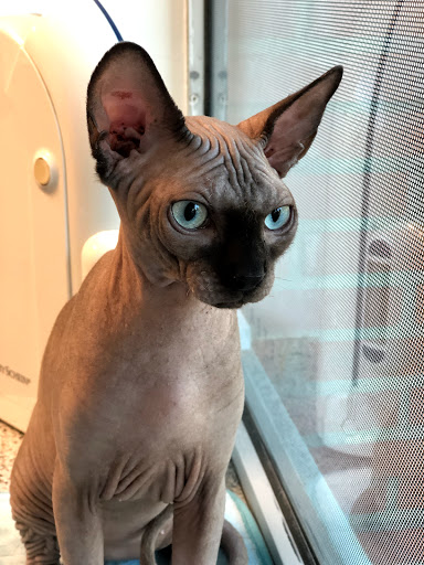 Clínica Veterinaria Dana Vetersalud en Madrid