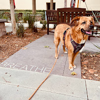 The Pet Sitter - Photo 5 - Car repair in , Mission Viejo