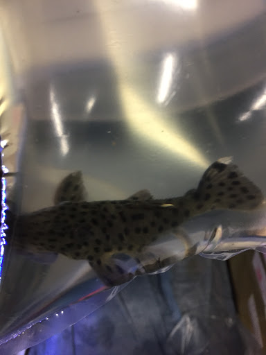 Pet Store «Critter Hut Aquarium & Pets», reviews and photos, 6637 Post Rd, North Kingstown, RI 02852, USA