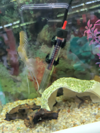 Tropical Fish Store «Emmons Tropical Fish & Ponds», reviews and photos, 1612 Hopmeadow St, Simsbury, CT 06070, USA