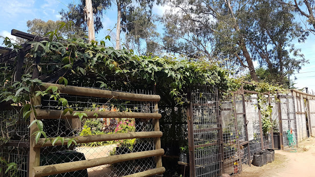 Opiniones de Passiflora Chile en El Quisco - Centro de jardinería