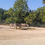 Photo n°2 de l'avis de Valeria.a fait le 22/08/2023 à 19:14 sur le  Parco Zoo Falconara Srl à Falconara Marittima