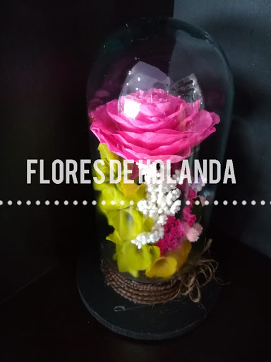 Distribuidora de Flores de Holanda florería en  en la zona Centro