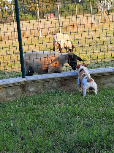 Pensioni per cani e dog hotel a BABALU DOGS HOTEL PENSIONE PER CANI