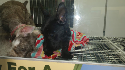 Pet Store «Petland Las Vegas», reviews and photos, 8800 W Charleston Blvd #3, Las Vegas, NV 89145, USA