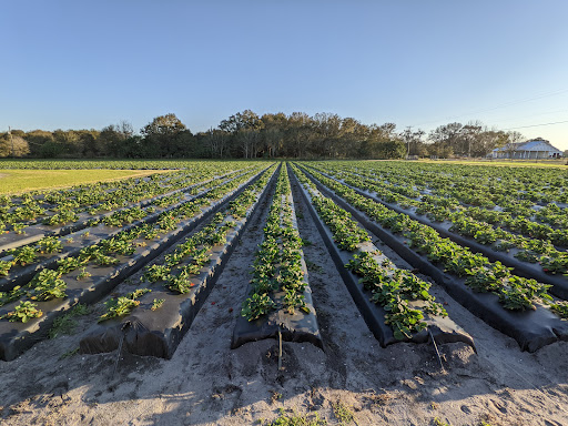 Produce Wholesaler «Goodson Farms Inc.», reviews and photos, 12405 Balm Rd, Balm, FL 33503, USA