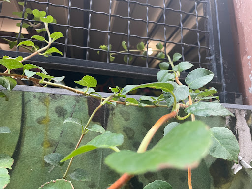 Tourist Attraction «The BELT», reviews and photos, The Belt, Detroit, MI 48226, USA