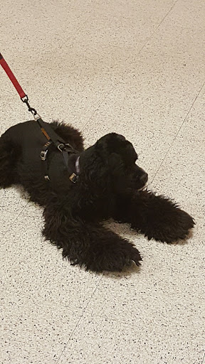 Pet Supply Store «PetSmart», reviews and photos, 1042 Fairplain Dr, Benton Harbor, MI 49022, USA