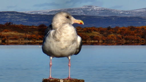 National Park «Katmai National Park and Preserve», reviews and photos