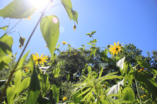 Park «Mansfield Park», reviews and photos, 85 Walker St, Massapequa Park, NY 11762, USA