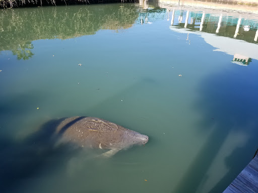 Environmental Protection Organization «Manatee Observation and Education Center», reviews and photos, 480 N Indian River Dr, Fort Pierce, FL 34950, USA