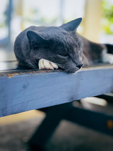 Flight School «Sunrise Aviation, Inc.», reviews and photos