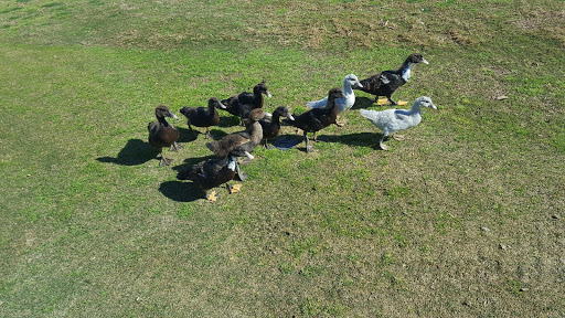 Golf Course «Lemoore Golf Course», reviews and photos, 350 Iona Ave, Lemoore, CA 93245, USA