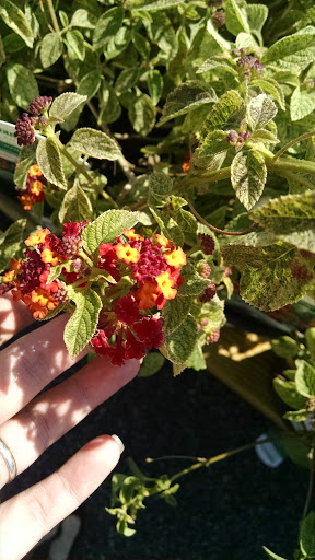 Home Improvement Store «The Home Depot», reviews and photos, 1601 13th Ave E, Tuscaloosa, AL 35404, USA