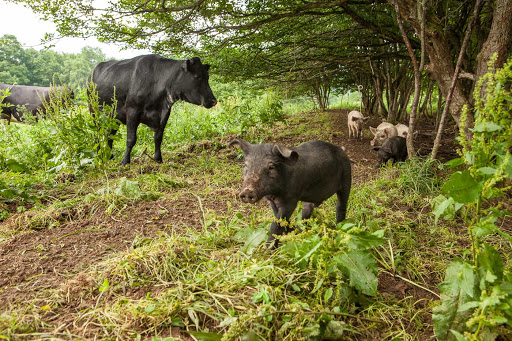 Butcher Shop «Fleishers Craft Butchery», reviews and photos, 192 5th Ave, Brooklyn, NY 11217, USA
