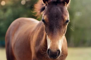 Ponyfarm & Gestüt Die Pfalz image