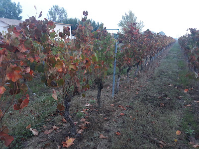 Earl Domaine de Lescure à Labastide-Saint-Pierre