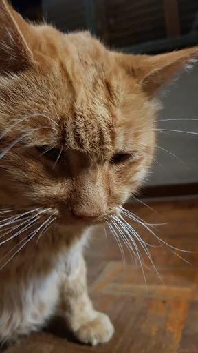 Clínica Veterinaria Carlos Vázquez Fernández en Jaén