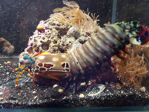 Tropical Fish Store «Best Fish», reviews and photos, 1335 N Doctor M.L.K. Dr, Milwaukee, WI 53212, USA