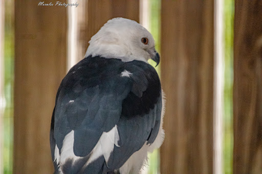 Zoo «Audubon Center for Birds of Prey», reviews and photos, 1101 Audubon Way, Maitland, FL 32751, USA
