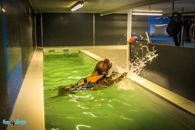 fun4dogs Ringsted Hundesvømning - Slagelse