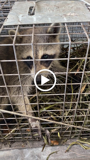 Animal Control Service «Xceptional Wildlife Removal», reviews and photos