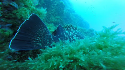 Beluga Diving prestations à L'Île-Rousse
