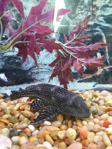 Pet Store «Petland Discounts - Irvington», reviews and photos, 1054 Springfield Ave, Irvington, NJ 07111, USA