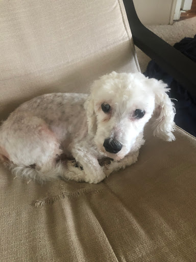 Pet Supply Store «PetSmart», reviews and photos, 534 US-441, Lady Lake, FL 32159, USA