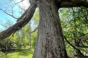 Keffer Oak image