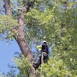 Lucas Tree Services, Tree Trimming, Tree