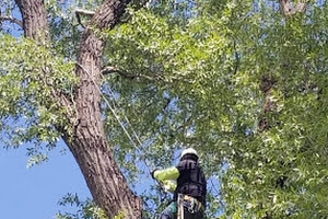 Lucas Tree Services, Tree Trimming, Tree