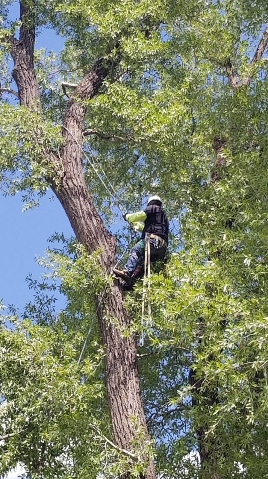 Lucas Tree Services, Tree Trimming, Tree Removal, Stump Grinding, Lawn Care & Garden In Alamosa Colorado