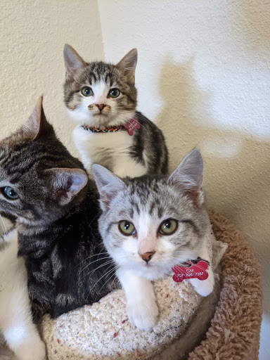 Thrift Store «Companion Animal Foundation», reviews and photos, 88 Sunnybrae Center, Arcata, CA 95521, USA