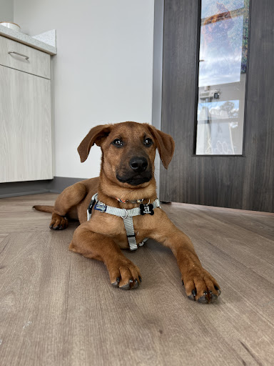 Ellis Crossing Animal Hospital image