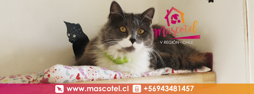 Mascotel