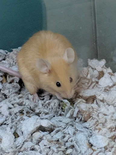 Pet Supply Store «Pet Supplies Plus», reviews and photos, 508 E Stroop Rd, Kettering, OH 45429, USA