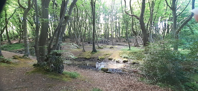 Bois de Maupertus à Maupertus-sur-Mer
