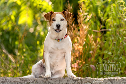 INDIGO PET PHOTOGRAPHY