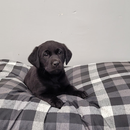 Pet Store «PV Pets», reviews and photos, 233 S Broadway, Pennsville, NJ 08070, USA